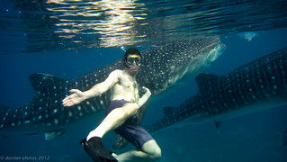 swimming with the whale sharks