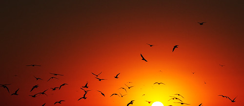 sunset sea sun sol birds uruguay atardecer mar harbour maldonado puntadeleste icapture beyondthehorizon flickraward payacom flickrthroughtheviewfinder puertopajaros