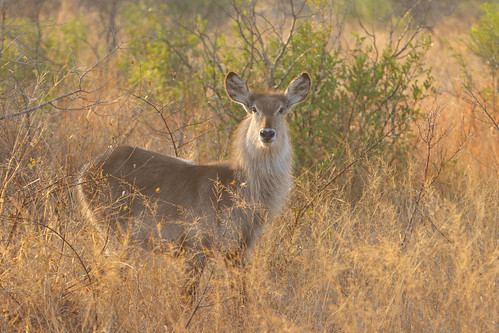 africa morning sun sunrise southafrica dawn sabi krugerpark kruger savanna gamedrive gamereserve waterbuck sabisand inyati inyatigamereserve