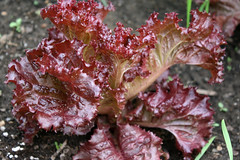 september lettuce seedlings 018