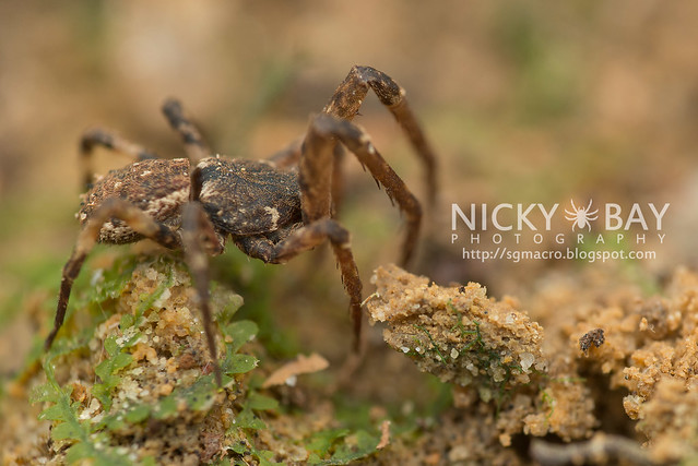 Crab Spider (Thomisidae) - DSC_5240