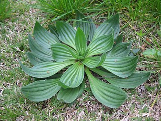 common plantain (plantago lanceolata)