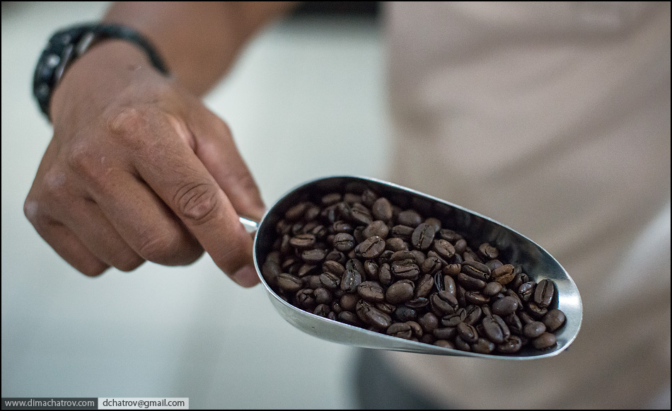 Как производят кофе из помета мангуста