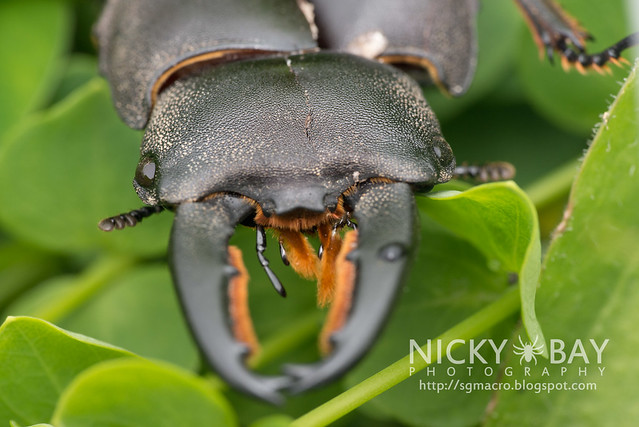 Stag Beetle (Lucanidae) - DSC_5634
