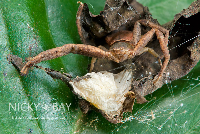 Crab Spider (Thomisidae) - DSC_6066