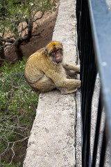 Tailless Barbary Macaques in Gibraltar