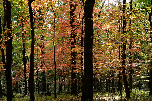 autumn trees history fall forest nationalpark woods pennsylvania georgewashington naturepreserve nationalroad fortnecessity usroute40 nationalhistorichighway corridorofhistory