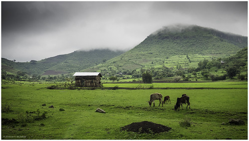 clouds cow cows ethiopia grass hill landscape northgondar amhara