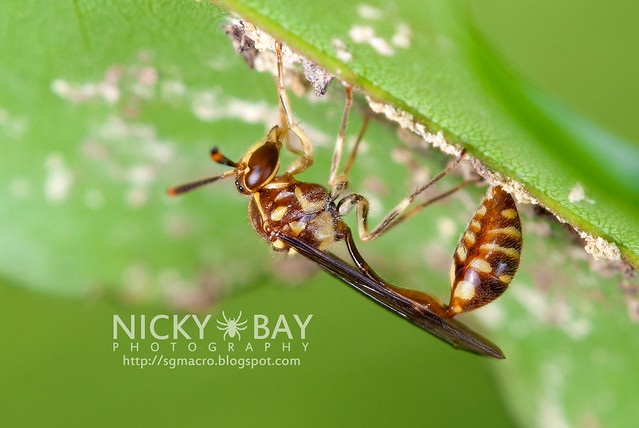 Wasp (Aprocrita) - DSC_6895