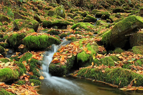 autumn creek moss rocks stream pennsylvania cascades creativecommons scree ravine talus leaflitter screeslope clintoncounty talusslope tiadaghtonstateforest gottshallrun