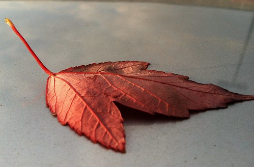 Week 42: It's okay, I'm a leaf on the car top!