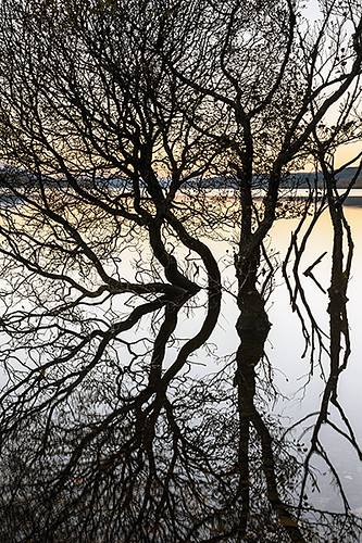 morning trees lake reflection sunrise scotland october bare branches perthshire reflected lochrannochwater