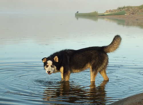 morning dog pet canada water animal sunrise river inuit nunavik northernquebec kuujjuarapik