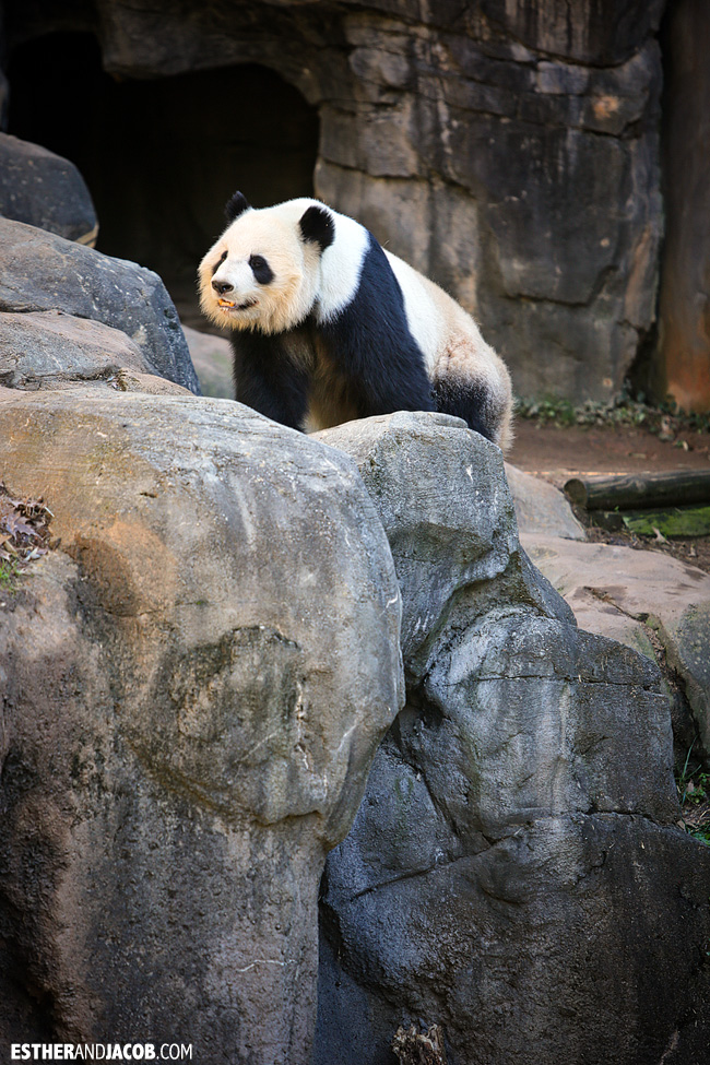 Panda at Zoo Atlanta | Tourists at Home Atlanta Edition