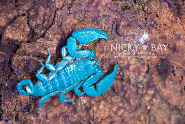 Scorpion (Liocheles australasiae?) - DSC_0735