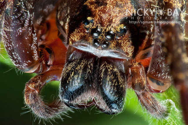 Wandering Spider (Ctenidae) - DSC_8912