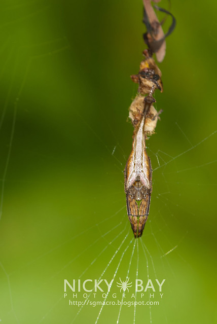 Scorpion-tailed Orb Weaver Spider (Arachnura sp.) - DSC_8051