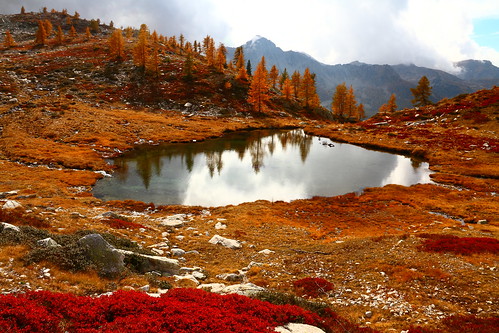 mercantour lake fremamorte nature tree autumn mountain