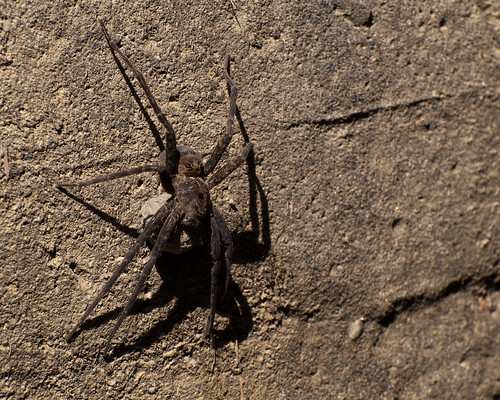 spider fishing arachnid kansas banded chautauqua dolomedes vittatus
