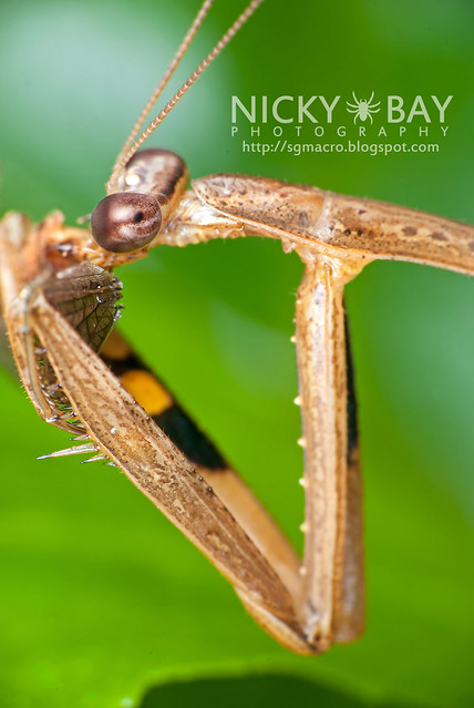 Praying Mantis (Mantodea) - DSC_4535