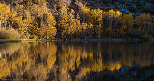 california morning travel camping autumn trees vacation orange mountain lake mountains color reflection fall nature water colors yellow sunrise landscape mirror golden still pond quiet ripple north scenic peaceful calm sierra foliage nationalforest clear serene sierras aspen sierranevada eastern bishop tranquil placid 2012 395 easternsierra inyo dsc4048 aspendell eastermsierra ©brianedwardanderson