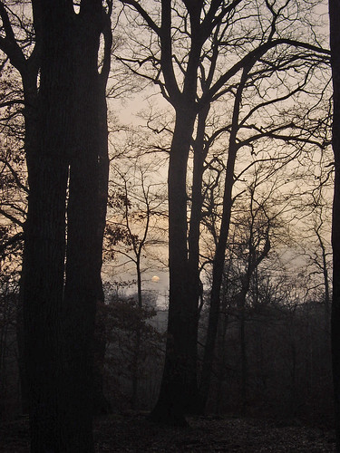 wood sunset forest soleilcouchant forêtdesaintgermain