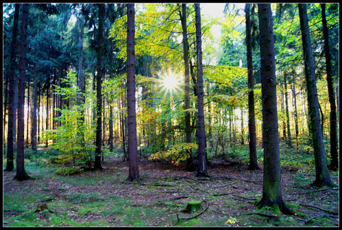 wood trees fall forest sony herbst wald spruce baum fichte gehölz