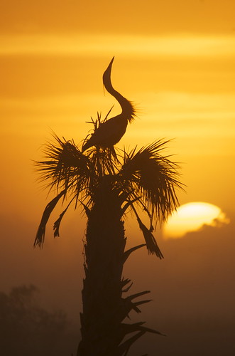 birds sunrise wildlife wetlands viera