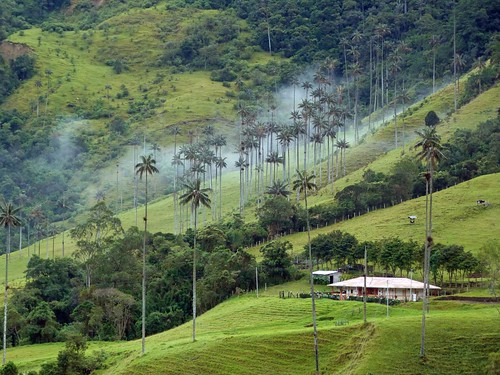 Valle de Cocora (Colombia)
