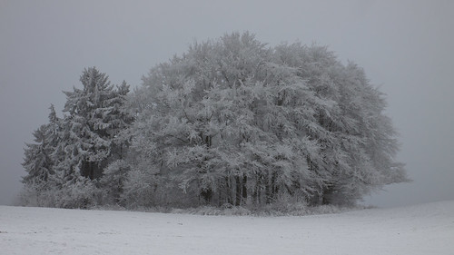 winter white forest canon hoarfrost wald weiss inmyneighborhood winterreise glasseyesview