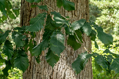 Bark like white oak, leaves like chestnut oak
Fuzzy undersides of leaves
Orange fall color
Very large acorns