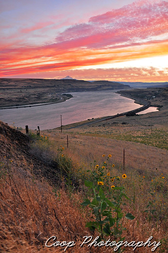 flowers sunset summer orange colors oregon river photography washington nikon highway mt or 14 8 august columbia east mount wa hood gorge coop wildflowers 20 2012 dalles maryhill d90