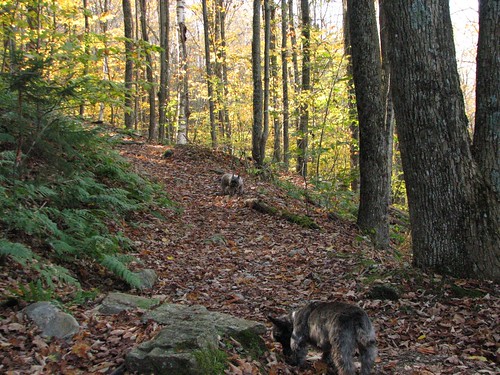 autumn dogs animals vermont cairnterriers