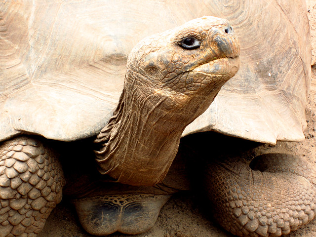 Gigantic Galapagos Tortoise close-up photo