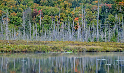 morning autumn trees reflection early pond bancroft
