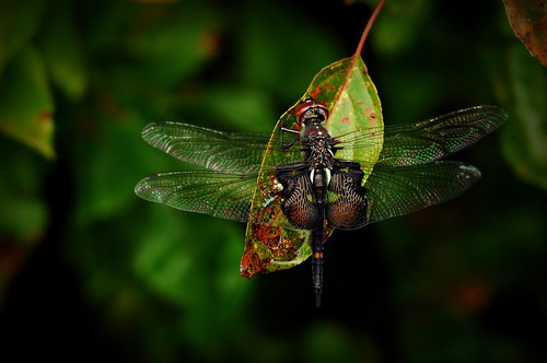 autumn fall dragonflies d300 saddlebags natureiswonderful squatchman johnvelguth