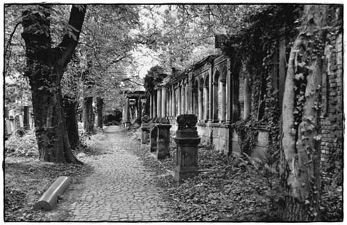 old trees bw white black abandoned cemetery grave graveyard last vintage dead death alley tomb poland polska ivy forsaken noise wrocław blackwhitephotos