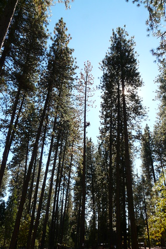california tree pine forest cut chainsaw logging logger dogpark grassvalley nevadacounty dogsrunfree