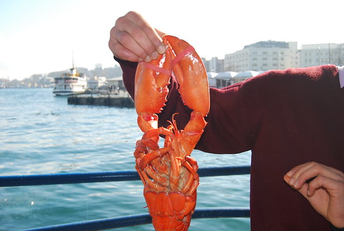 Lobster for sale on Galata bridge Istanbul
