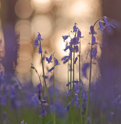 park sunset detail bluebells flora bokeh nottinghamshire clumber