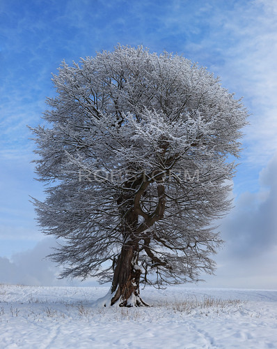 old uk winter england snow cold tree castle art beauty landscape photography frost fineart chirk lone twisted winterscape 2013 robstorm