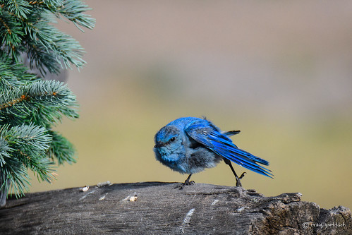 colorado mountainbluebird male blue green avian bird wildlife nature animal nikon d500 600mm sunrays5