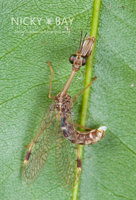 Mantisfly (Mantipidae) - DSC_6835