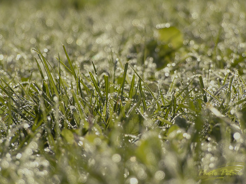 verde green field grass erba campo petrus13 ciaosonoilvicinoenonpuoisdraiarti