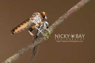 Robberfly (Asilidae) - DSC_2938
