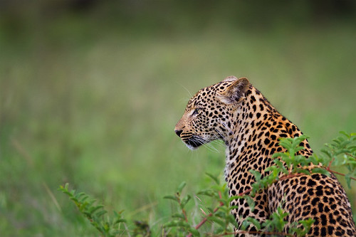 africa nature southafrica wildlife leopard mammals africanleopard djuma djumagamereserve