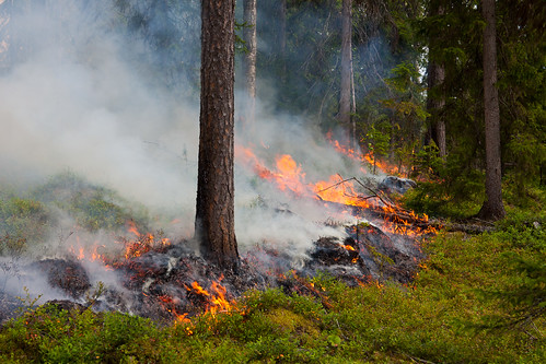 sweden boden skogsbrand norrbotten ekoparkstorklinten naturvårdsbränning
