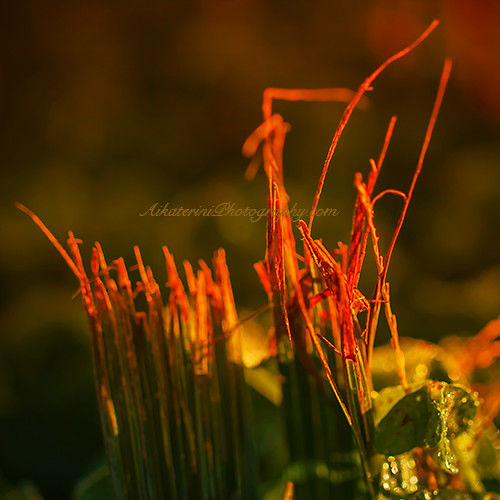 sunset red abstract macro green grass vertical sunrise vintage square saturated bokeh cut geometry 100mm minimal simple degrade canoneos40d aikaterinikoutsimarouda aikateriniphotographycom