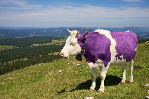 Vache suisse !