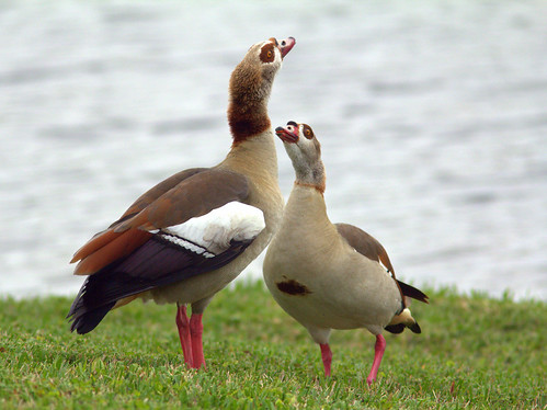 Egyptian Geese courting 20130131